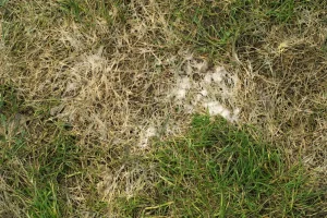 Schneeschimmel im Rasen vorbeugen