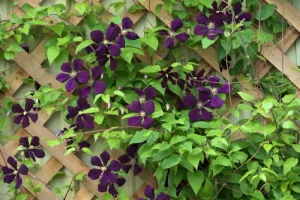 Clematis Standort