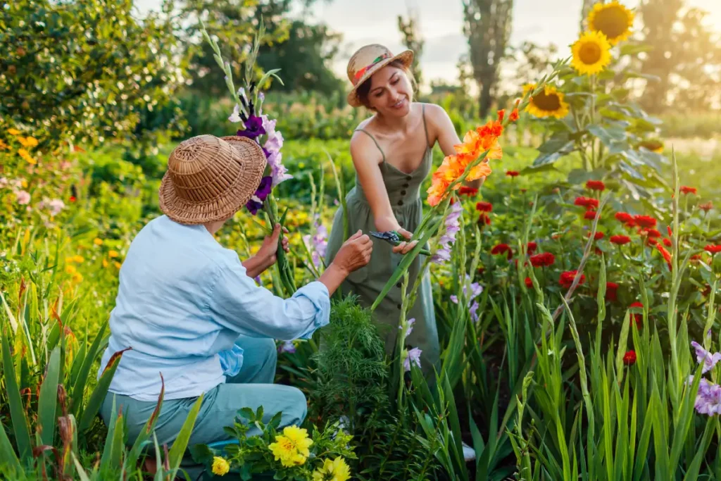 Ein buntes Blumenbeet in voller Sonne mit Gladiolen, Zinnien und Dahlien.