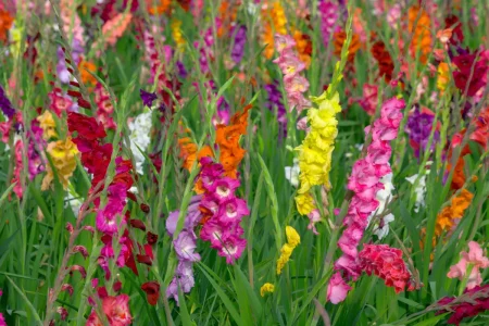 Bunte Gladiolen-Pflanzen auf einem Feld.