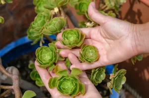 Das Rosettendickblatt bringt Abwechslung auf die Terrasse
