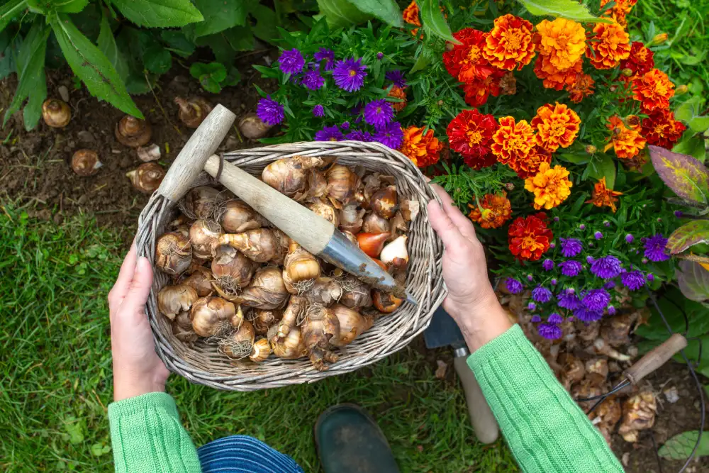 Ursache - Wenn Blumenzwiebeln verschwinden