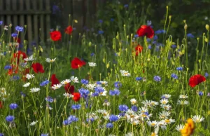 Blumenwiese säen – Anleitung