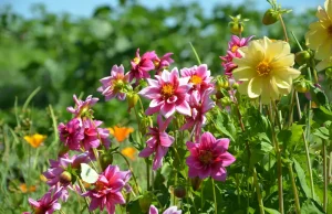 Dahlien teilen – So einfach funktioniert’s