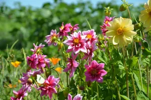 Dahlien teilen – So einfach funktioniert’s