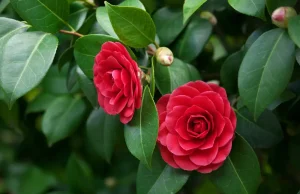 Japanische Kamelie Camellia japonica)