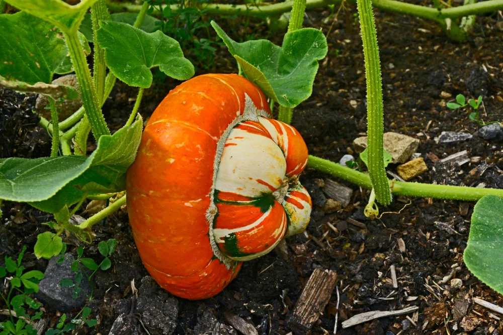 Kürbis Bischofsmütze im Beet.