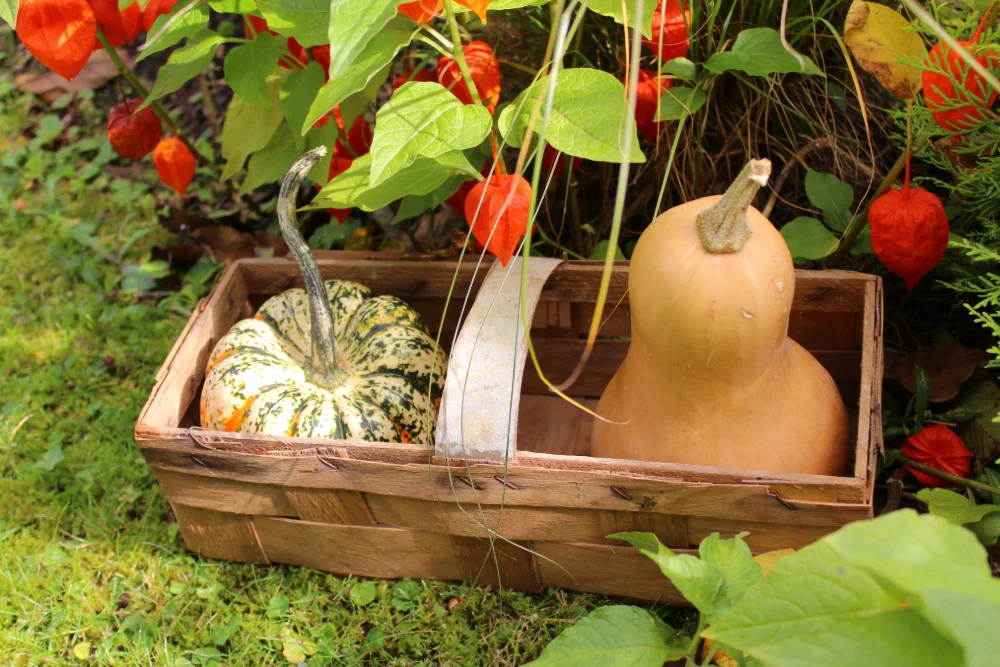 Butternut-Kürbis neben Festival-Kürbis im Vergleich.