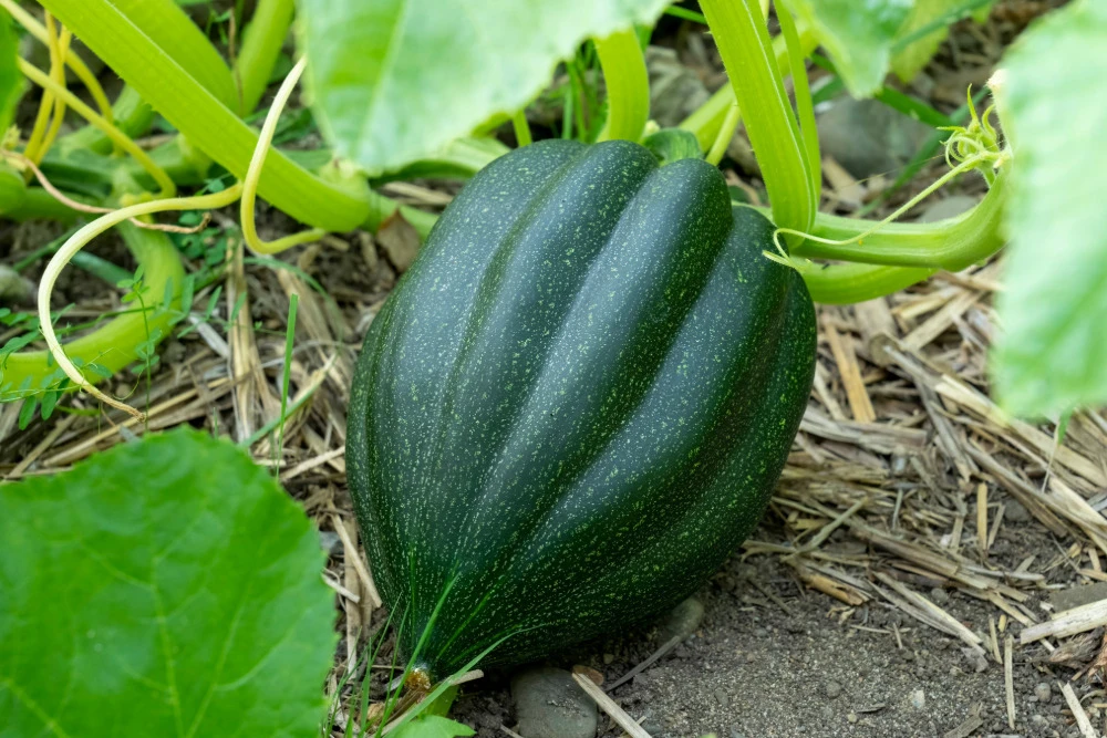 Dunkelgrüner Eichelkürbis im Beet.