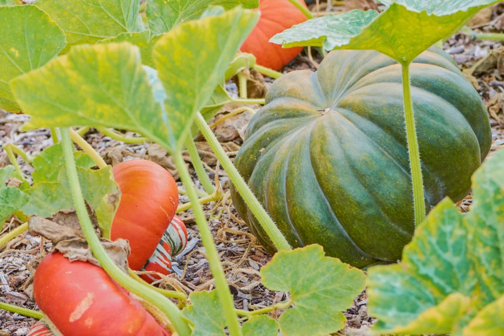 Muskatkürbis Muscade de Provence wächst neben Bischofsmütze im Beet.
