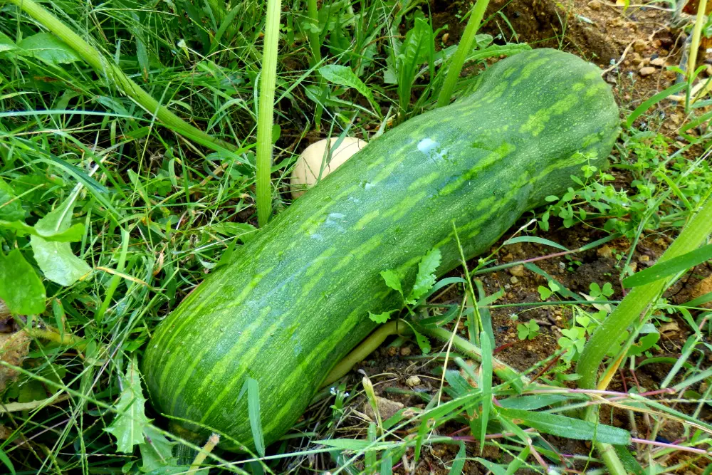 Kürbissorte Piena di Napoli im Gras.