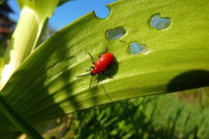 Lilienhähnchen bekämpfen