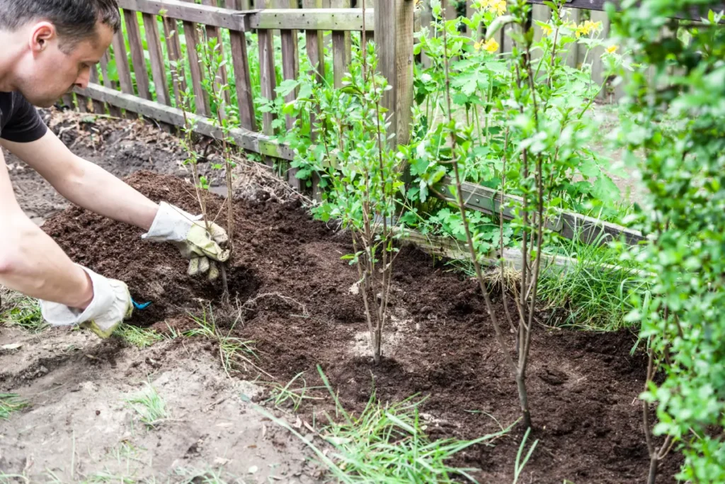 Ligusterhecke wird angepflanzt.