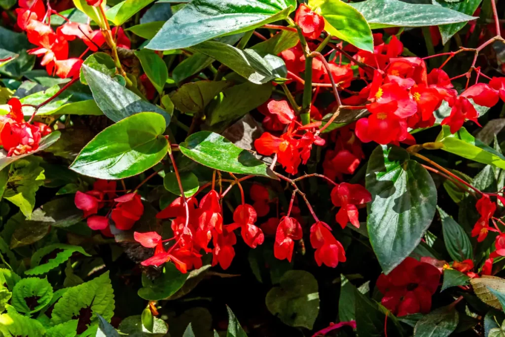 Hängende Begonie in einer Blumenampel.