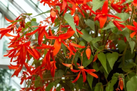 Hängende Begonie in der Blumenampel.