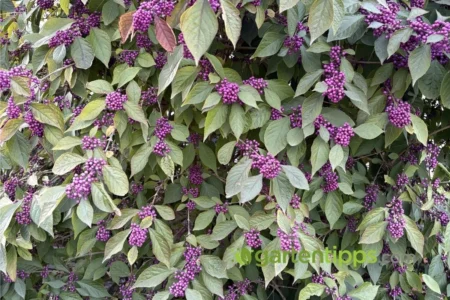 Liebesperlenstrauch pflanzen, pflegen und vermehren