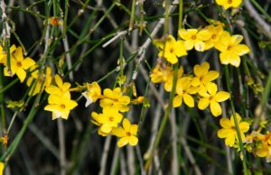 Winterjasmin – Anbau und Pflege