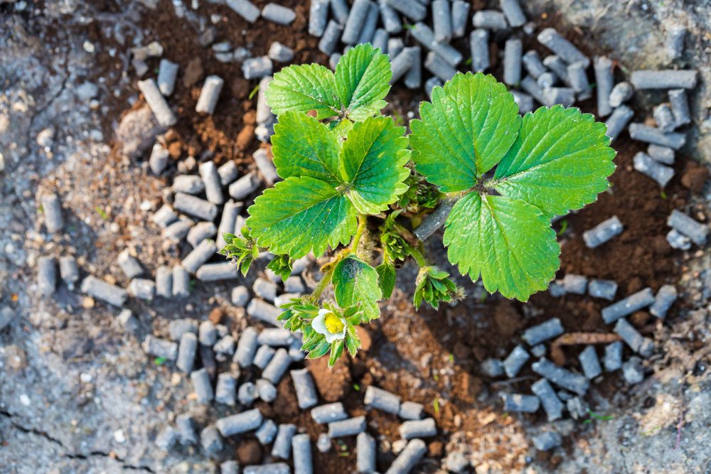 Beeren düngen – So wird’s gemacht