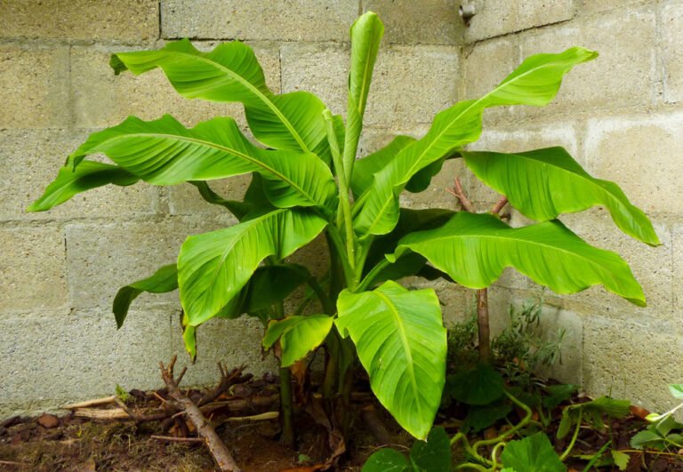 Winterharte Bananenstauden – Anbau und Pflege