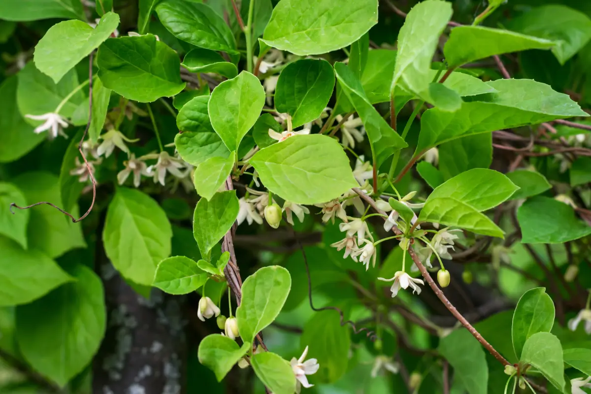 Anbautipps: Chinabeere Anbautipps: Chinabeere