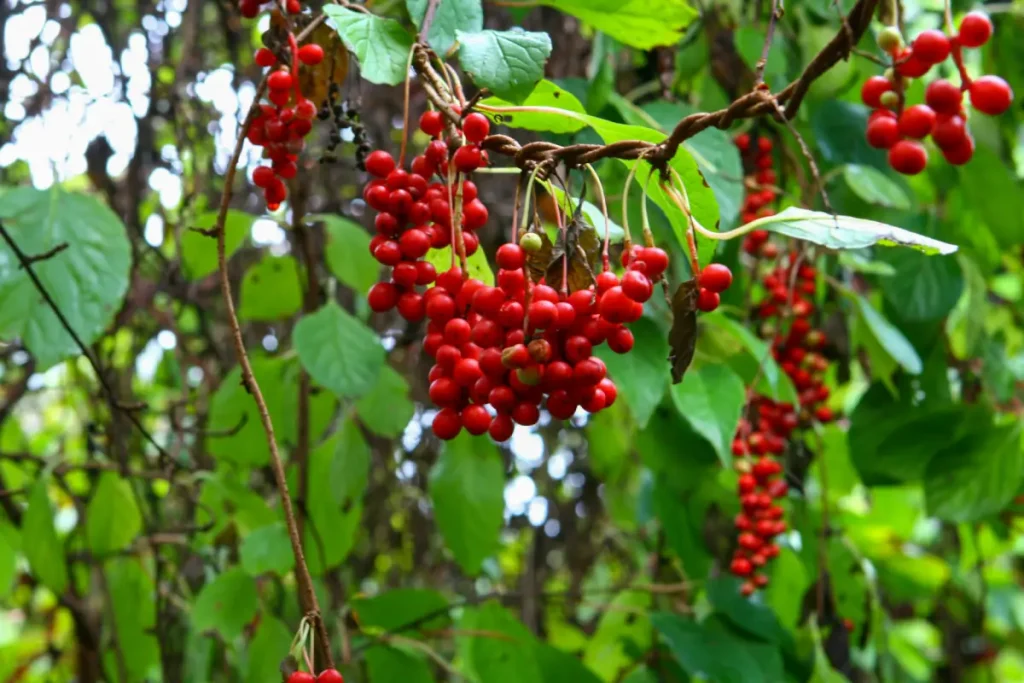 Chinabeere (Schisandra chinensis)