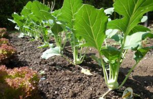 Kohlrabi anbauen