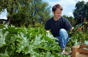Zucchini anbauen – So wird’s gemacht