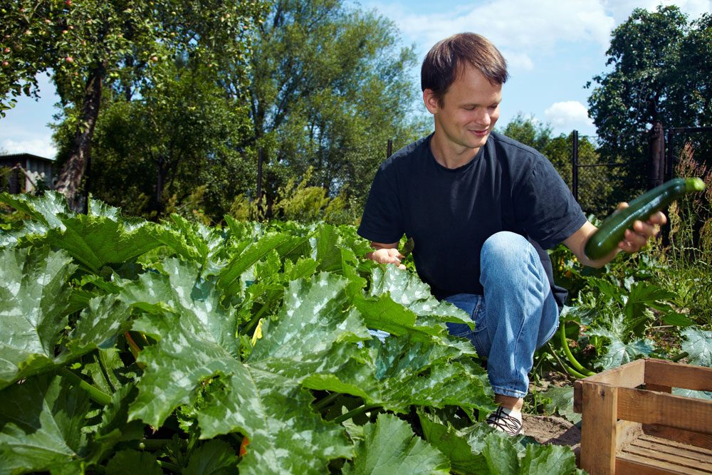 Zucchini anbauen – So wird’s gemacht