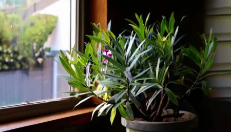 Oleander überwintern: Garage