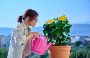 Pflanzen im Winter – Diese werden hell gelagert