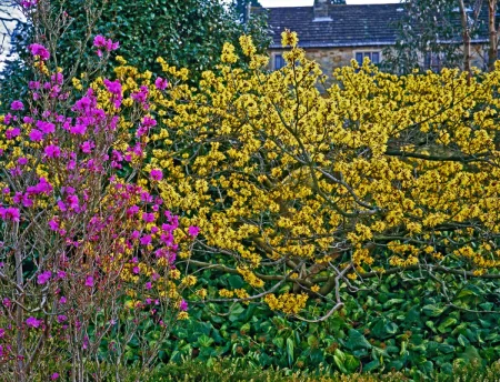 Zaubernuss (Hamamelis x intermedia Pallida)