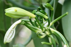 Vanillepflanzen – 7 Tipps für die Pflege
