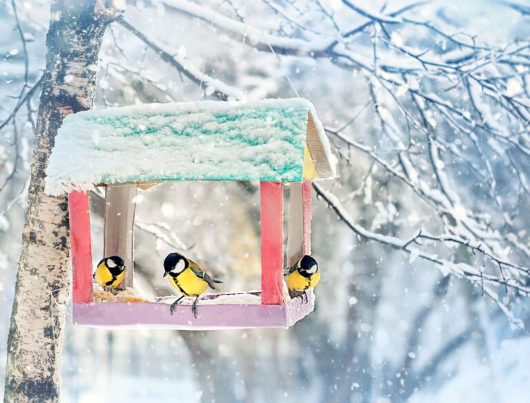 Vögel im Winter füttern – 8 Tipps