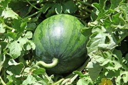 Melonen anbauen – 6 Tipps
