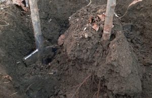 Baum verpflanzen – 11 wichtige Tipps