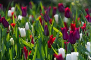 Tulpen pflegen - 7 Tipps