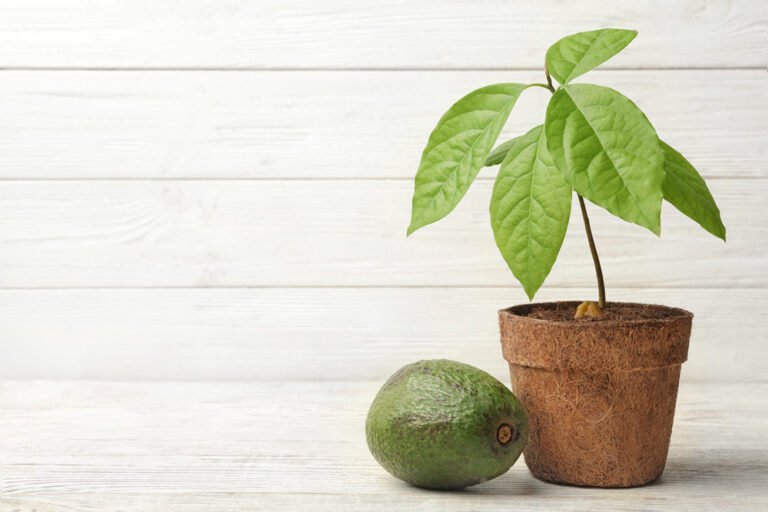 Avocados pflanzen auch bei uns? – Aufzucht und Pflege