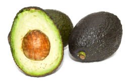 Avocado - Aufzucht und Pflege