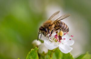 Bienen im Garten – 4 Tipps wie Sie diese anlocken können