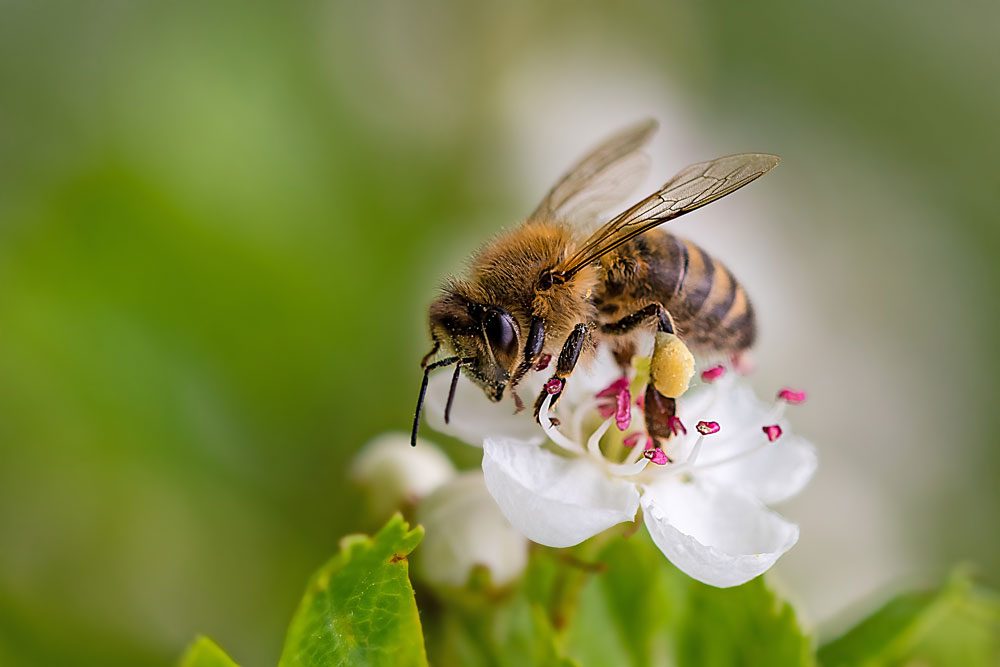 Bienen im Garten – 4 Tipps wie Sie diese anlocken können