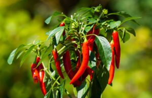 Chili anbauen, pflegen und ernten