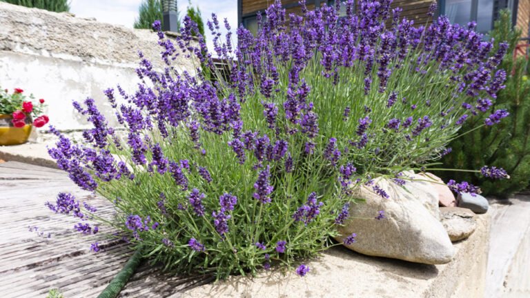 Lavendel anbauen – So wird’s gemacht
