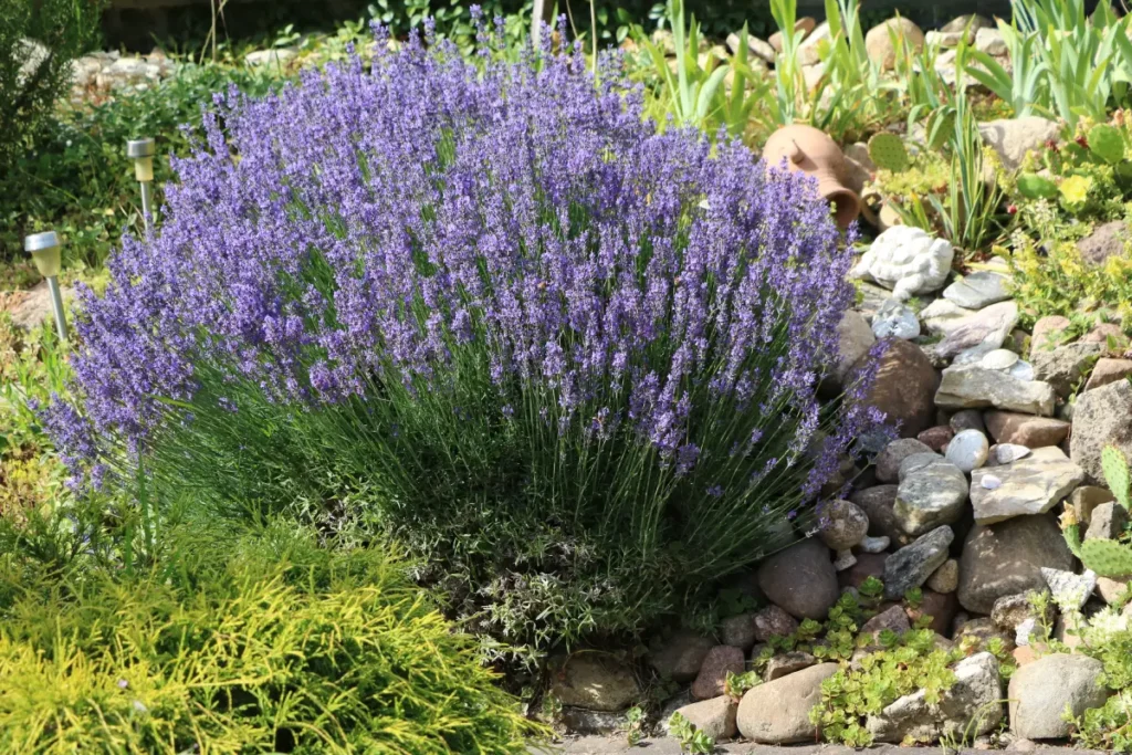 Lavendel anbauen im Garten.
