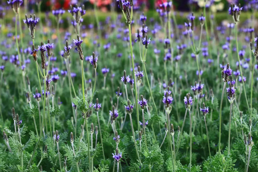 Lavendel pflanzen im Garten.