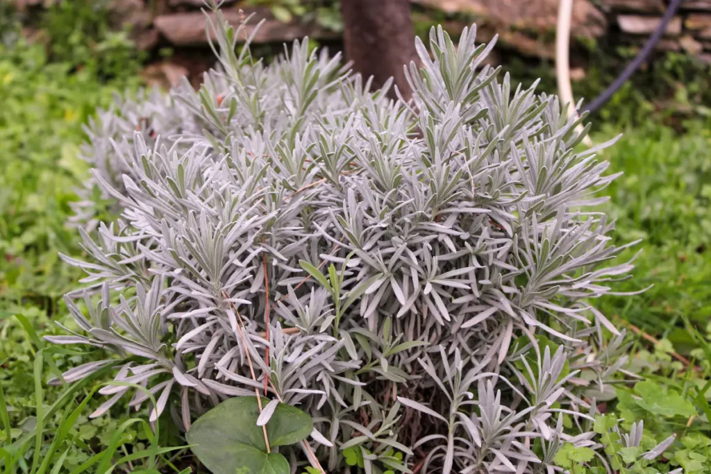 Lavendel pflegen um Krankheiten zu vermeiden.