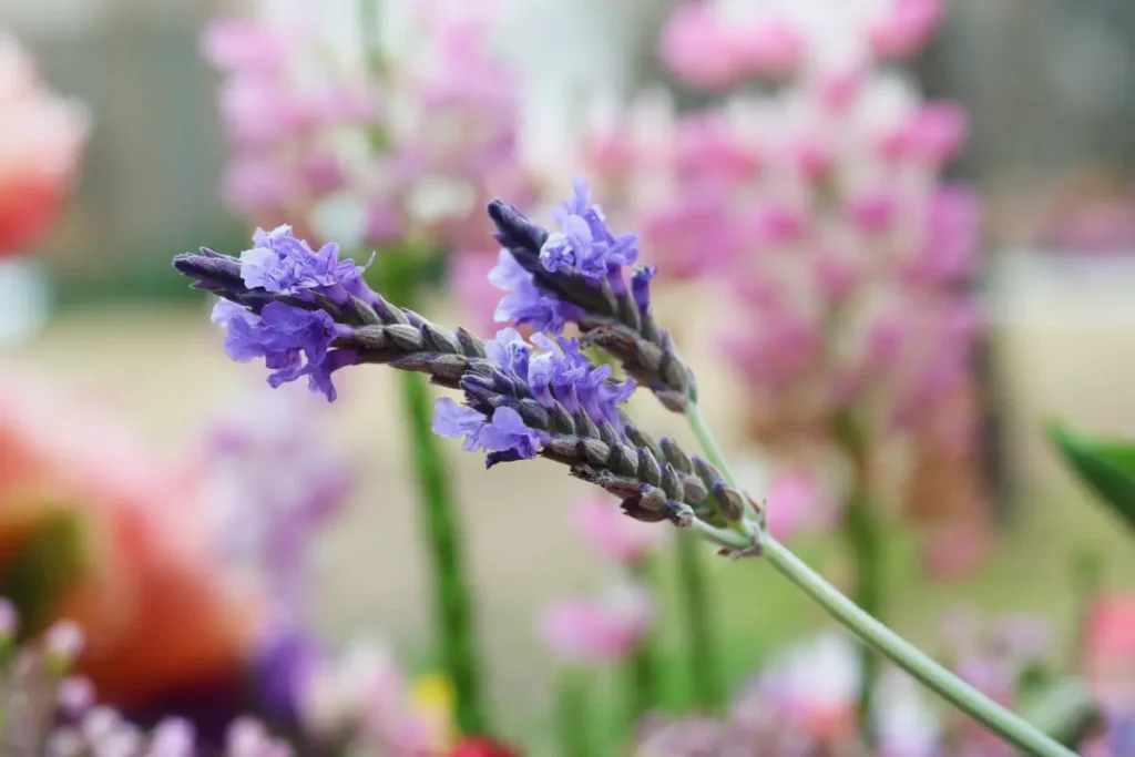 Lavendel Verwendung