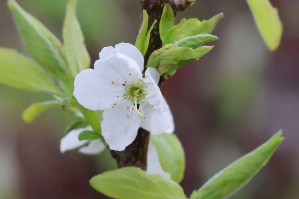 Blüte der Aprikosen-Pflaume 'Aprisali' ®.
