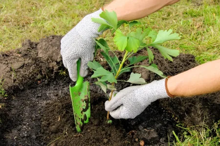 Eine junge Gingko-Pflanze wird im Garten eingepflanzt.
