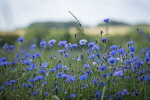 Kornblumen