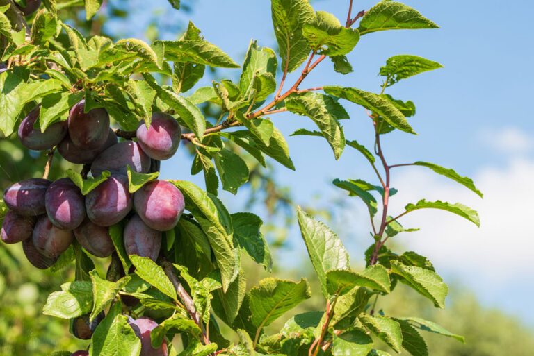 Pflaumikose – Anbau & Pflege der leckeren Mischfruchtsorte